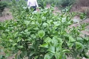 甲维盐在花期Neng平安使用吗？果园主老王血泪教训警示！