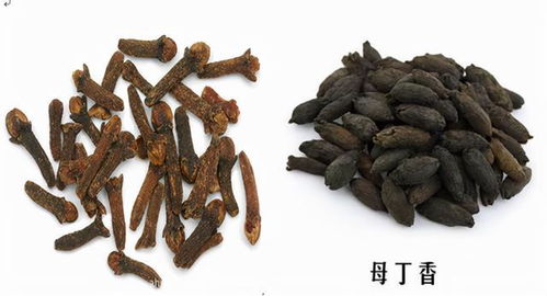 公丁香与母丁香：哪个更优？价格对比揭秘！