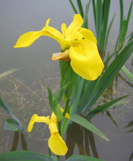 常见的几种水生花卉