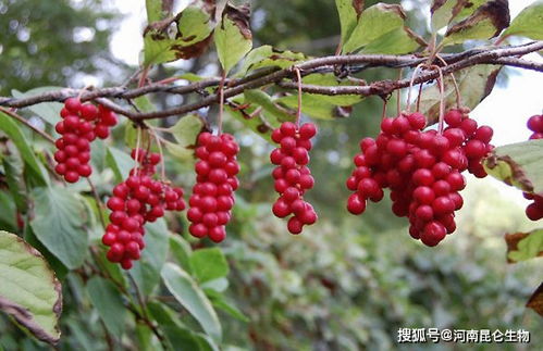 中药材种植计划