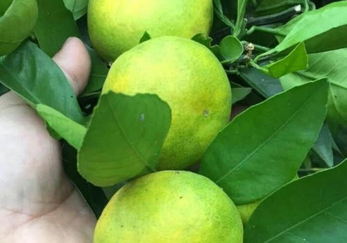成年椪柑园栽培技术，关注果实品质与产量提升