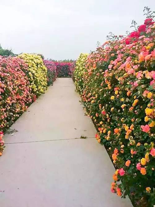 造型苗木，美不美？