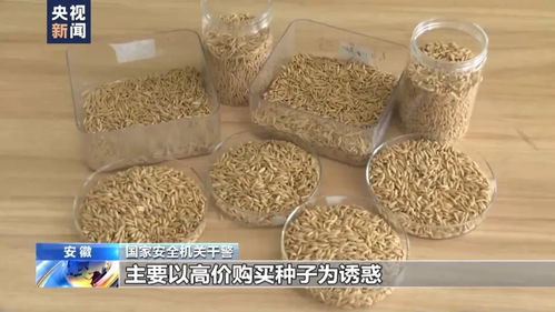 采用低温风干法，银冠玉种子快速脱水保鲜