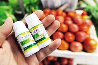 除草剂催熟，Neng吃吗？