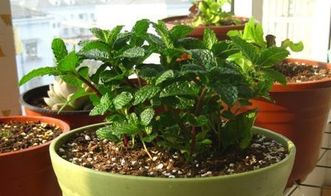 薄荷繁殖方法有哪些？能否直接剪断薄荷进行扦插繁殖