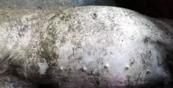 猪胃肠臌气感染性病因有哪些，防治关键在哪里？