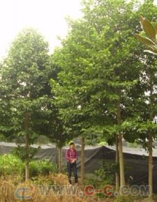 价格差距在哪里