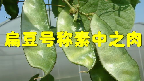 春羽叶子为何不皱？生长环境有何特殊之处