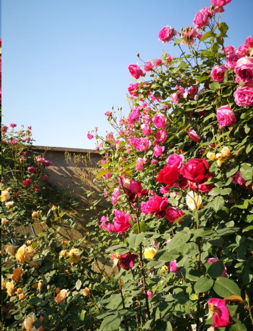 藤本月季枝条折断的烦恼