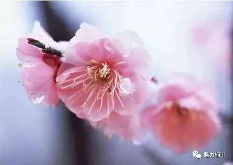 梅花与桃花，究竟有何不同