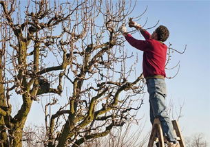 造型松主干不定芽的萌发弱， 容易产生造型松的下躯干分支脱节