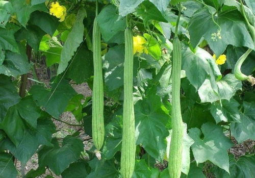 丝瓜：美容佳品