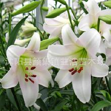 选择合适的百合种球