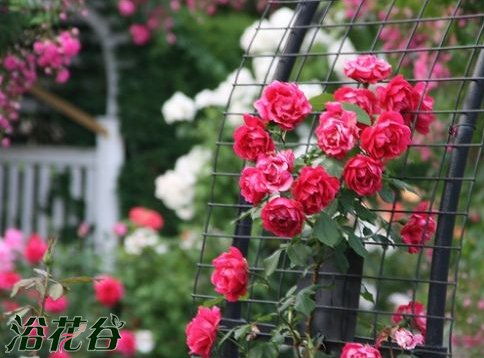 修剪时间，花后与冬季