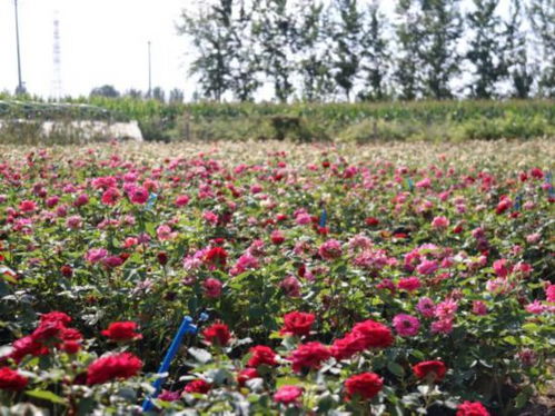 秋季种植花卉的可行性及成功案例展示