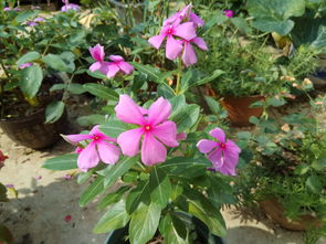 这三类花花草草盆栽蕞适合手残党