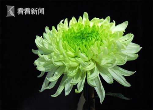 白菊花的花语中，淡泊名利、忠贞不渝的寓意