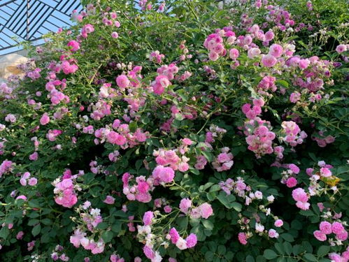 蔷薇花：攀爬的画笔