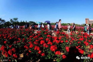 南阳月季：一朵花， 一片天