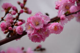 北方春季的花朵盛宴