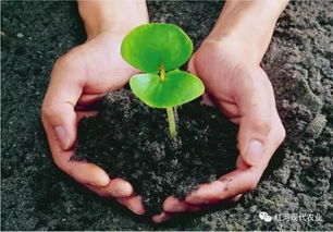 有机肥之王：蚯蚓粪