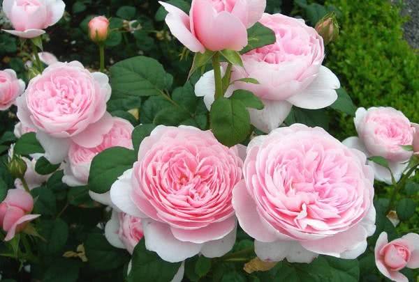 粉色寓意初恋， 粉和平寓意爱与和平