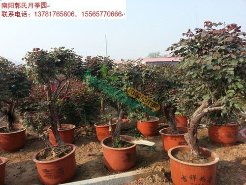 嫁接技术的复杂性与培育时间