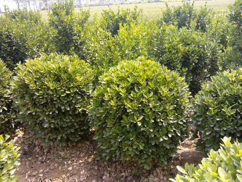 黄杨移栽，得讲究时机