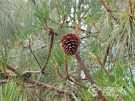 云南省楚雄州的松树品种探寻