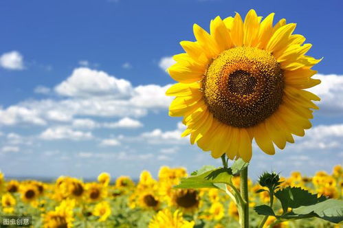 葵花籽喜温暖、干燥、阳光充足的环境