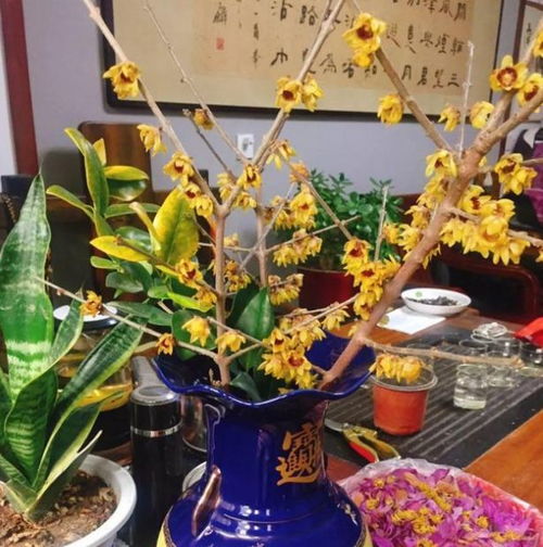 北方冬天 菖蒲如何安然度过