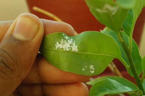 常见花卉病虫害盘点：叶斑病、蚜虫、红蜘蛛