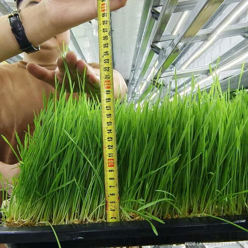 美女阿丽玛的养殖场饲料