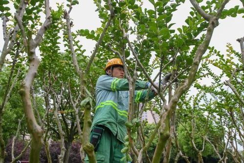 树木浇灌，学问大大的！