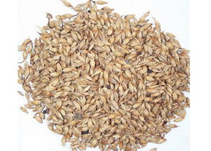 生姜芽前除草小贴士