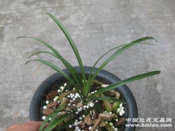 蝴蝶兰花扦插需要哪些具体步骤和注意事项