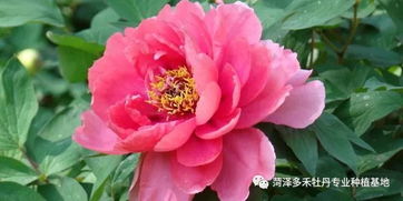 牡丹的繁殖方法