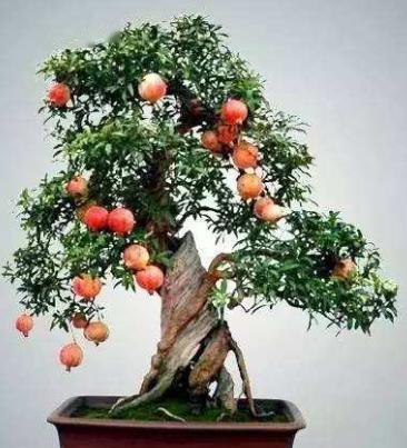 石榴盆栽养护几年能结果？掌握哪些技巧才能让盆栽石榴早结果
