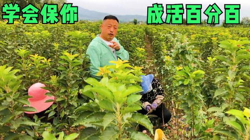 种植技巧与心得