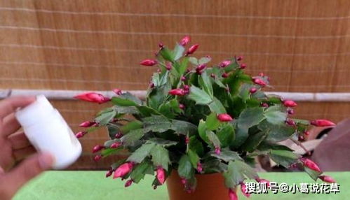 芍药：秋天埋根， 春天花开不停