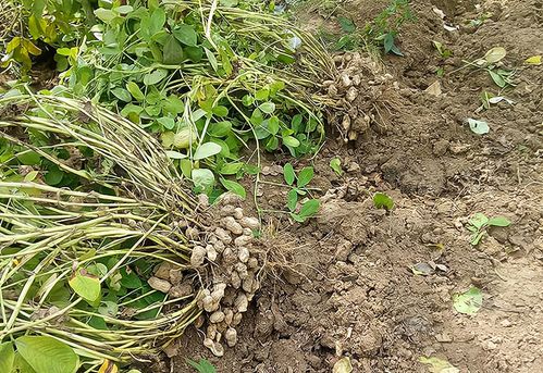 南方柴胡种植的黄金收获期揭秘