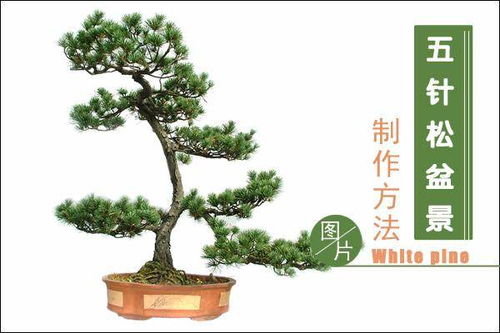 五针松盆景养护秘籍，轻松上盆，管理无忧