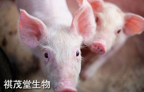 猪体温骤降，速用保温措施