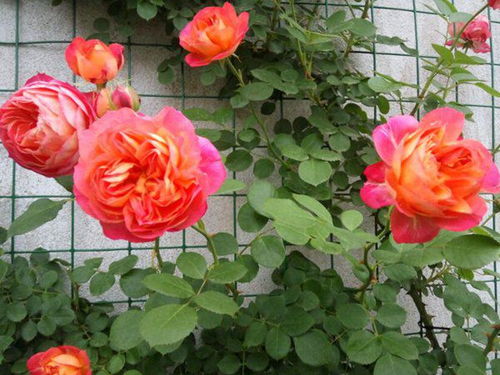 红双喜：公认的经典月季品种