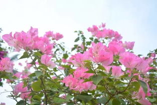 想看深圳市花簕杜鹃？这份超全赏花攻略