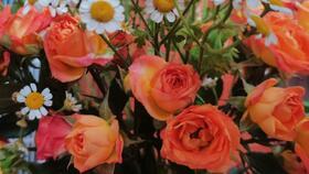 剪根，那是必须的！