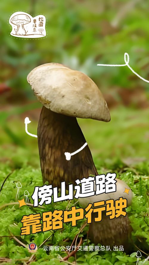 春夏时节是食用野生菌中毒的多发期