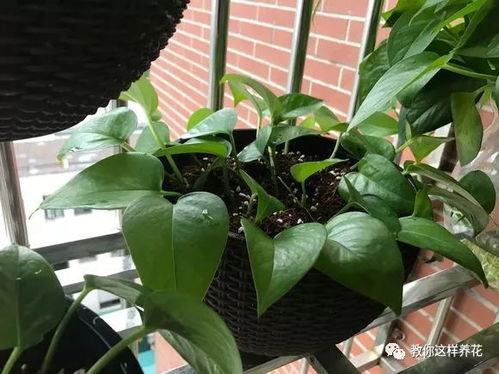 大叶植物的养护秘诀