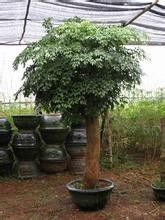 冬天植物生存大揭秘：哪些植物不怕冷？