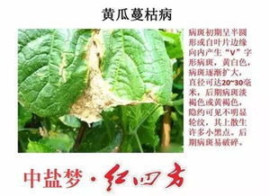 苣叶报春病虫害防治升级，绿色农业新篇章